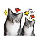 我が家のアイドル、猫ズ。ルーは多めで♡（個別スタンプ：35）