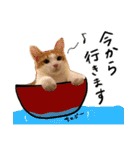 我が家のアイドル、猫ズ。ルーは多めで♡（個別スタンプ：37）