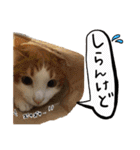 我が家のアイドル、猫ズ。ルーは多めで♡（個別スタンプ：38）