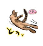 我が家のアイドル、猫ズ。ルーは多めで♡（個別スタンプ：39）
