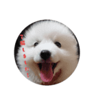 愛犬ユキの使えるスタンプ（個別スタンプ：4）