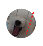 愛犬ユキの使えるスタンプ（個別スタンプ：6）