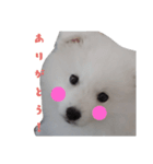 愛犬ユキの使えるスタンプ（個別スタンプ：7）