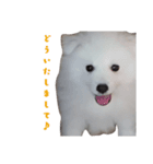 愛犬ユキの使えるスタンプ（個別スタンプ：8）