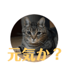 とら吉くん2018（個別スタンプ：1）