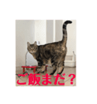 とら吉くん2018（個別スタンプ：3）