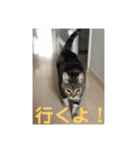とら吉くん2018（個別スタンプ：4）