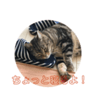 とら吉くん2018（個別スタンプ：5）