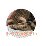 とら吉くん2018（個別スタンプ：8）