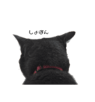 かわいいやつら(猫！)（個別スタンプ：1）
