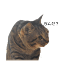 かわいいやつら(猫！)（個別スタンプ：3）