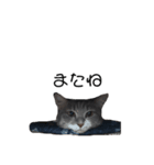 かわいいやつら(猫！)（個別スタンプ：8）