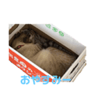kazuneeeの作るsuzuスタンプ（個別スタンプ：3）