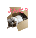 kazuneeeの作るsuzuスタンプ（個別スタンプ：4）