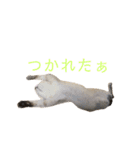 kazuneeeの作るsuzuスタンプ（個別スタンプ：10）
