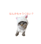 kazuneeeの作るsuzuスタンプ（個別スタンプ：11）