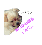 ちょこちゃんですよ（個別スタンプ：1）