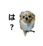 ちょこちゃんですよ（個別スタンプ：3）