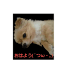 ちょこちゃんですよ（個別スタンプ：6）