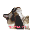 ビビ様の日常（個別スタンプ：3）