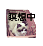 ビビ様の日常（個別スタンプ：7）