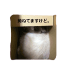 ビビ様の日常（個別スタンプ：8）