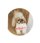 シーズーのぽぽ（個別スタンプ：2）