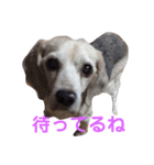 びびたんすたんぷ（個別スタンプ：1）
