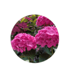すてきなお花たち（個別スタンプ：1）