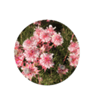 すてきなお花たち（個別スタンプ：9）