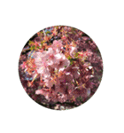 すてきなお花たち（個別スタンプ：11）