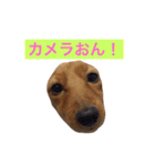 ちこたろのスタンプ（個別スタンプ：6）