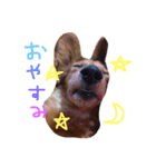 ちこたろのスタンプ（個別スタンプ：9）