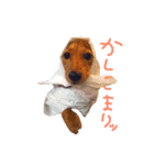 ちこたろのスタンプ（個別スタンプ：12）