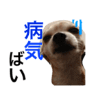 光崎家のワンコと時々ネズミちゃん（個別スタンプ：2）