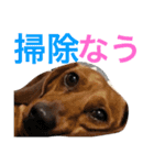 光崎家のワンコと時々ネズミちゃん（個別スタンプ：6）