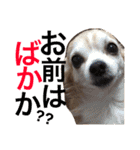 光崎家のワンコと時々ネズミちゃん（個別スタンプ：7）