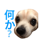 光崎家のワンコと時々ネズミちゃん（個別スタンプ：11）