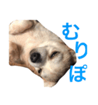 光崎家のワンコと時々ネズミちゃん（個別スタンプ：14）