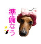 光崎家のワンコと時々ネズミちゃん（個別スタンプ：16）