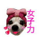 光崎家のワンコと時々ネズミちゃん（個別スタンプ：17）