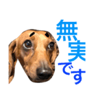 光崎家のワンコと時々ネズミちゃん（個別スタンプ：18）