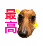 光崎家のワンコと時々ネズミちゃん（個別スタンプ：21）