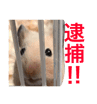 光崎家のワンコと時々ネズミちゃん（個別スタンプ：27）
