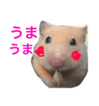 光崎家のワンコと時々ネズミちゃん（個別スタンプ：33）