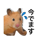 光崎家のワンコと時々ネズミちゃん（個別スタンプ：34）