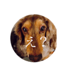 愛犬スタンプ❤︎（個別スタンプ：1）