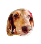 愛犬スタンプ❤︎（個別スタンプ：7）