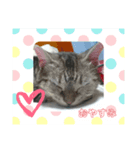 あめ＆まろ（個別スタンプ：1）