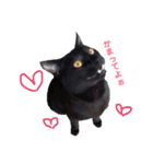 黒いネコと白いネコ。（個別スタンプ：3）